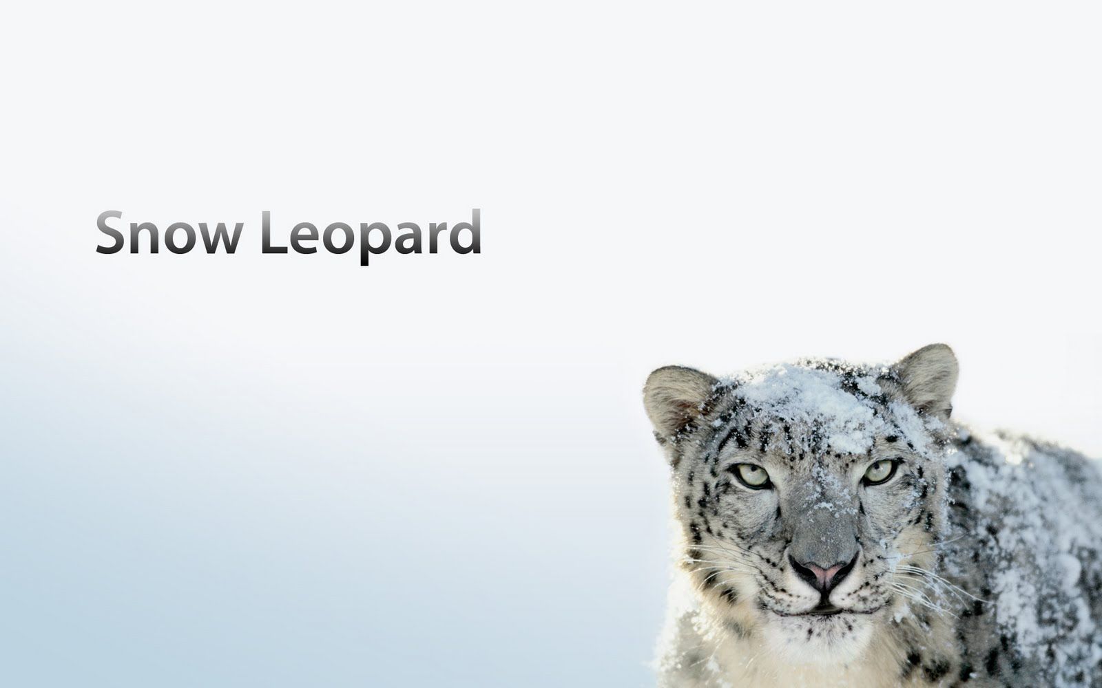 mac os x leopard on vmware player